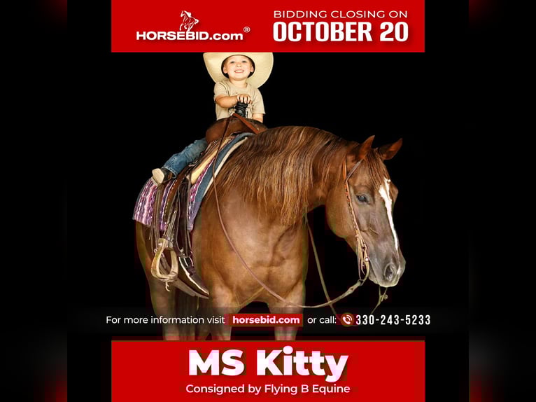 Paint Horse Merrie 11 Jaar 152 cm Roodvos in Lufkin