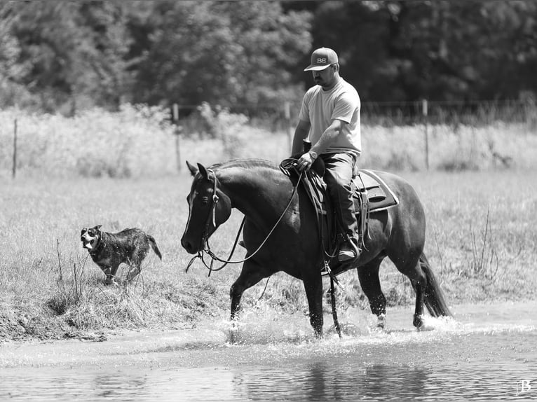 Paint Horse Merrie 11 Jaar 152 cm Roodvos in Lufkin, TX