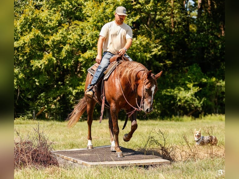 Paint Horse Merrie 11 Jaar 152 cm Roodvos in Lufkin, TX