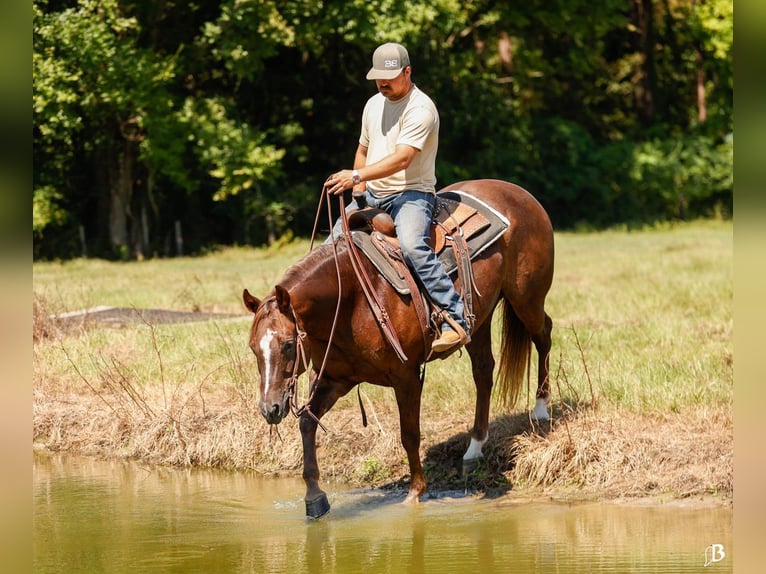 Paint Horse Merrie 11 Jaar 152 cm Roodvos in Lufkin, TX