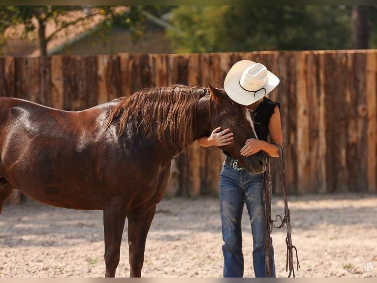 Paint Horse Merrie 11 Jaar 152 cm Roodvos in Lufkin, TX
