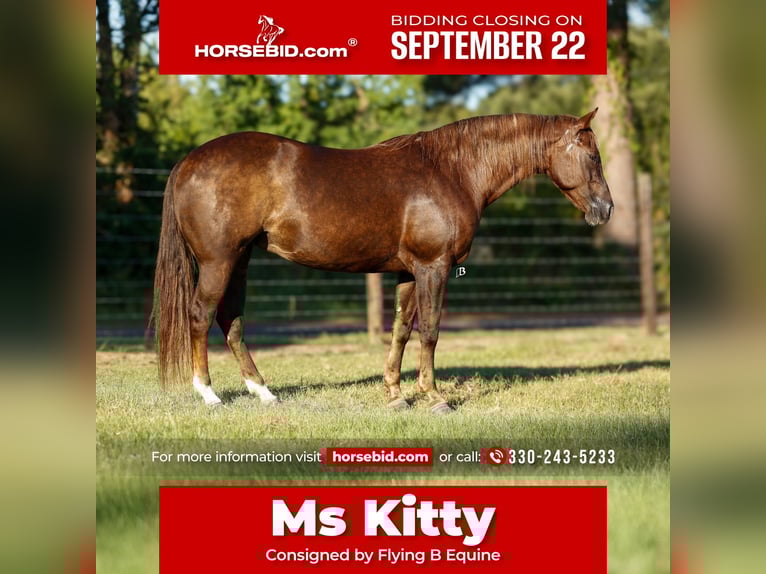 Paint Horse Merrie 11 Jaar 152 cm Roodvos in Lufkin, TX