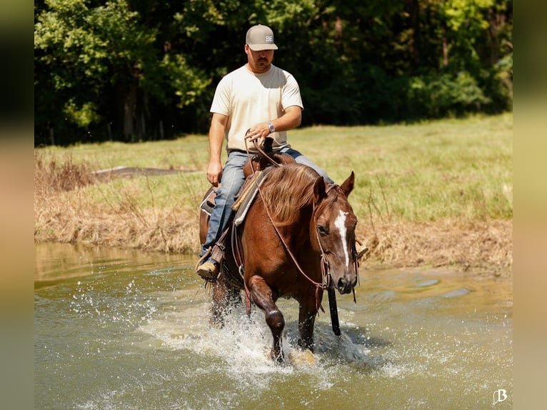 Paint Horse Merrie 11 Jaar 152 cm Roodvos in Lufkin, TX