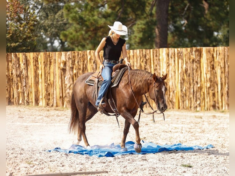 Paint Horse Merrie 11 Jaar 152 cm Roodvos in Lufkin, TX
