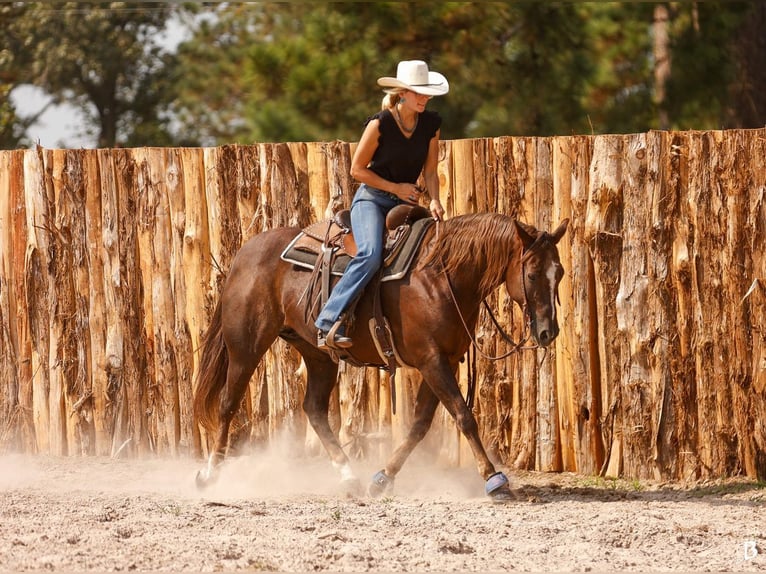 Paint Horse Merrie 11 Jaar 152 cm Roodvos in Lufkin, TX