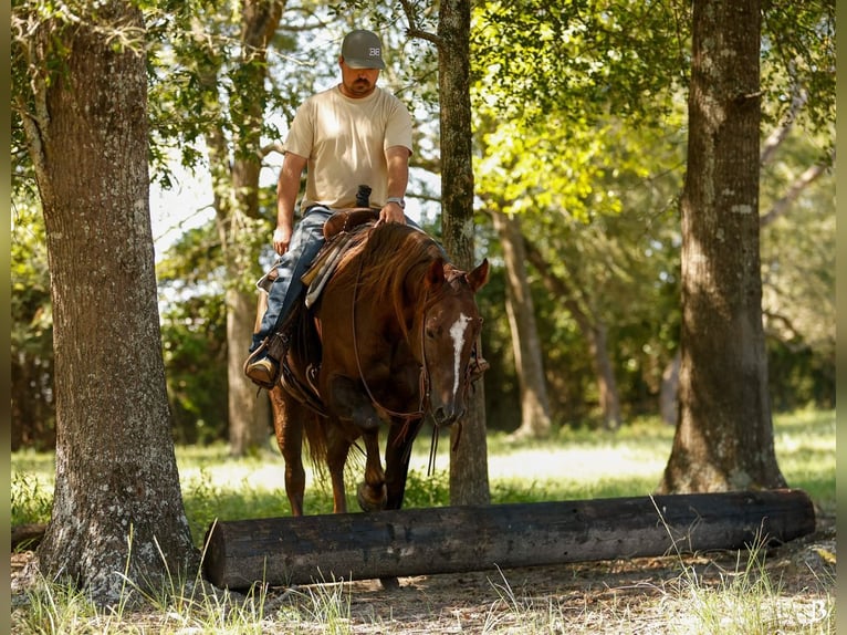Paint Horse Merrie 11 Jaar 152 cm Roodvos in Lufkin, TX