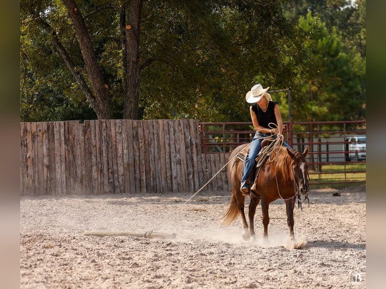 Paint Horse Merrie 11 Jaar 152 cm Roodvos in Lufkin, TX