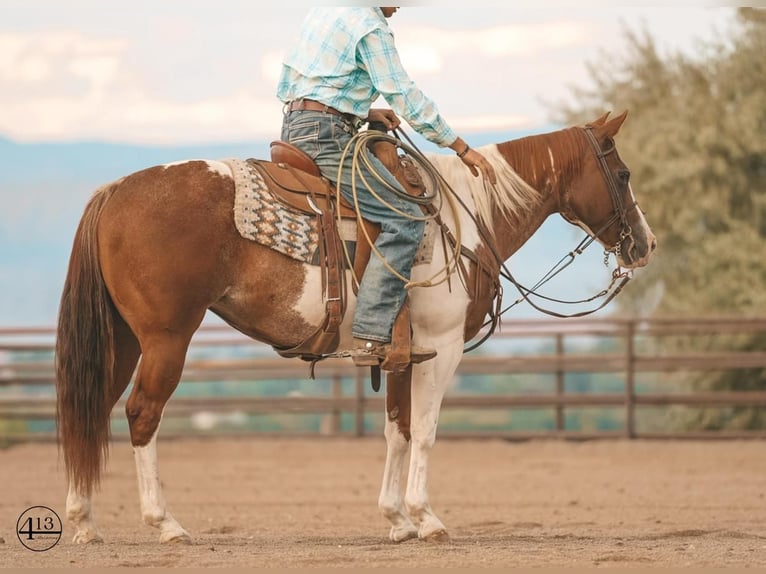 Paint Horse Merrie 11 Jaar 152 cm Roodvos in Casa Grande, AZ