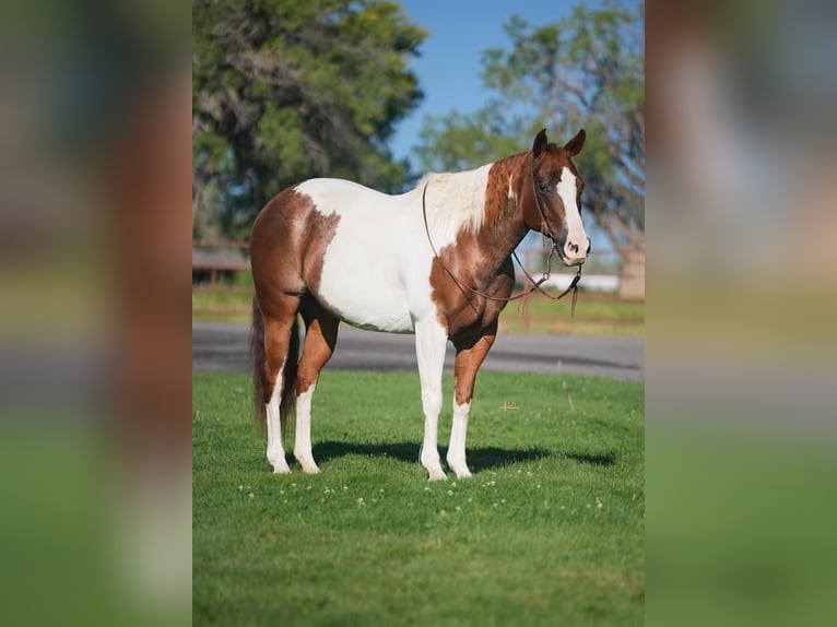 Paint Horse Merrie 11 Jaar 152 cm Roodvos in Casa Grande, AZ