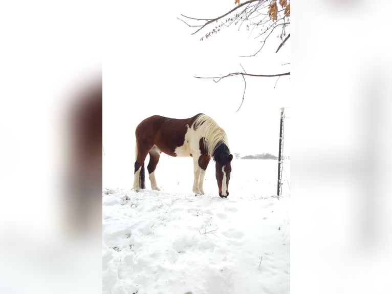 Paint Horse Mix Merrie 12 Jaar 147 cm Gevlekt-paard in Adelsheim