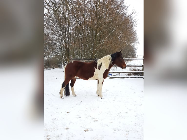 Paint Horse Mix Merrie 12 Jaar 147 cm Gevlekt-paard in Adelsheim