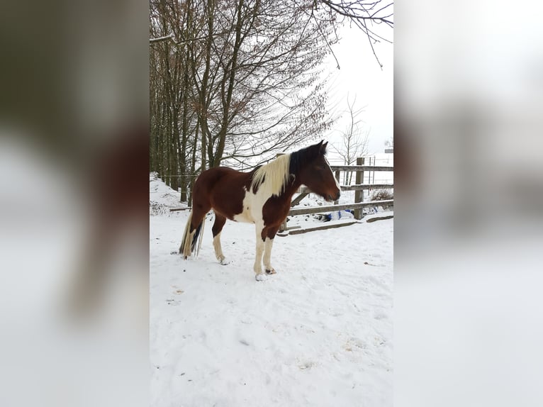 Paint Horse Mix Merrie 12 Jaar 147 cm Gevlekt-paard in Adelsheim