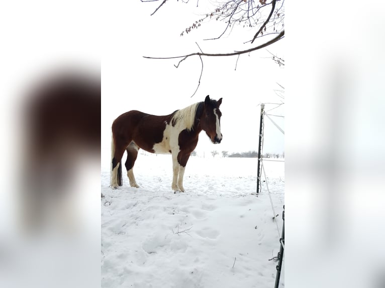 Paint Horse Mix Merrie 12 Jaar 147 cm Gevlekt-paard in Adelsheim