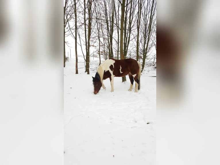 Paint Horse Mix Merrie 12 Jaar 147 cm Gevlekt-paard in Adelsheim