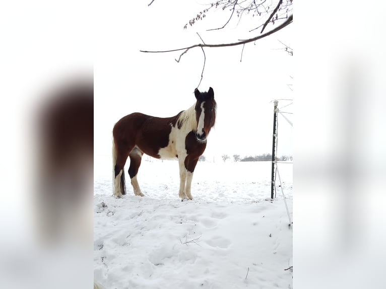 Paint Horse Mix Merrie 12 Jaar 147 cm Gevlekt-paard in Adelsheim