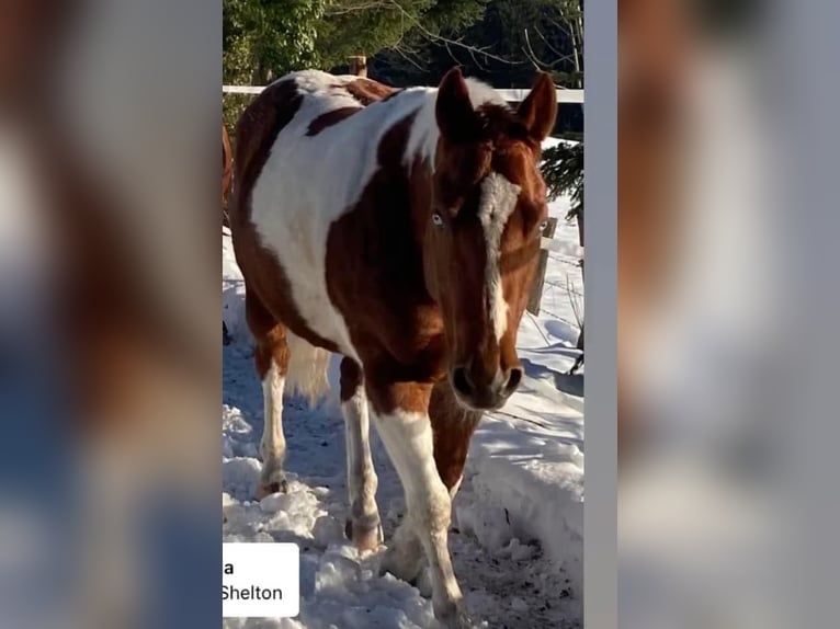 Paint Horse Merrie 12 Jaar 147 cm Overo-alle-kleuren in Steinbach am Ziehberg