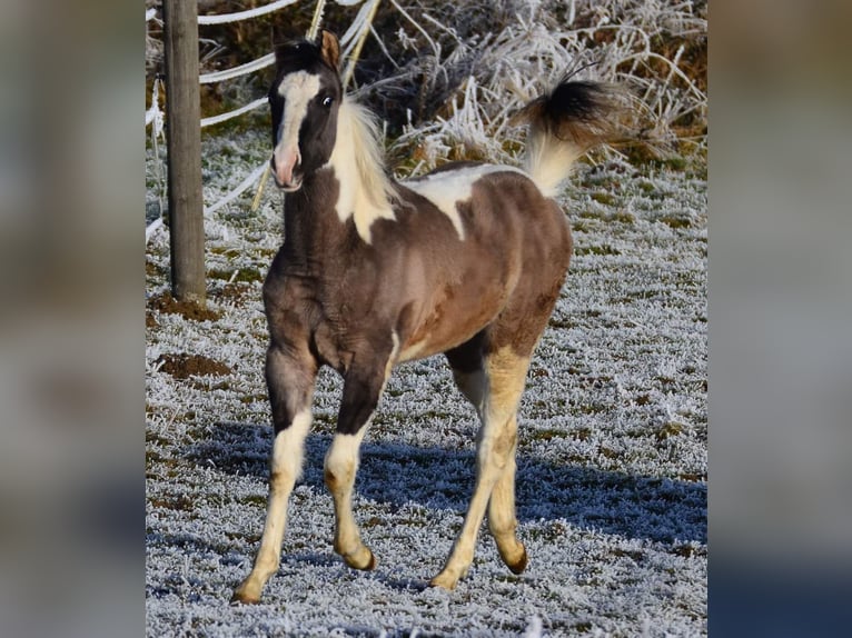 Paint Horse Merrie 12 Jaar 148 cm Grullo in Buchbach