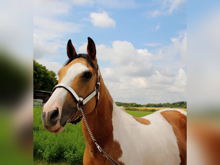 Paint Horse Merrie 12 Jaar 149 cm Tobiano-alle-kleuren in Rottenburg am Neckar
