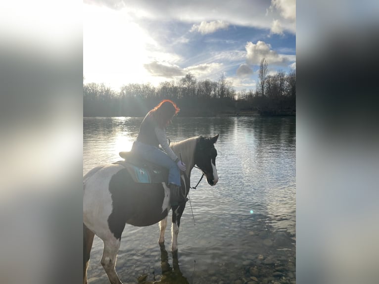 Paint Horse Merrie 12 Jaar 150 cm Gevlekt-paard in Neuenburg am Rhein