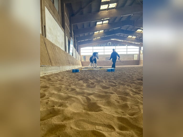 Paint Horse Mix Merrie 12 Jaar 153 cm Gevlekt-paard in Hallerndorf