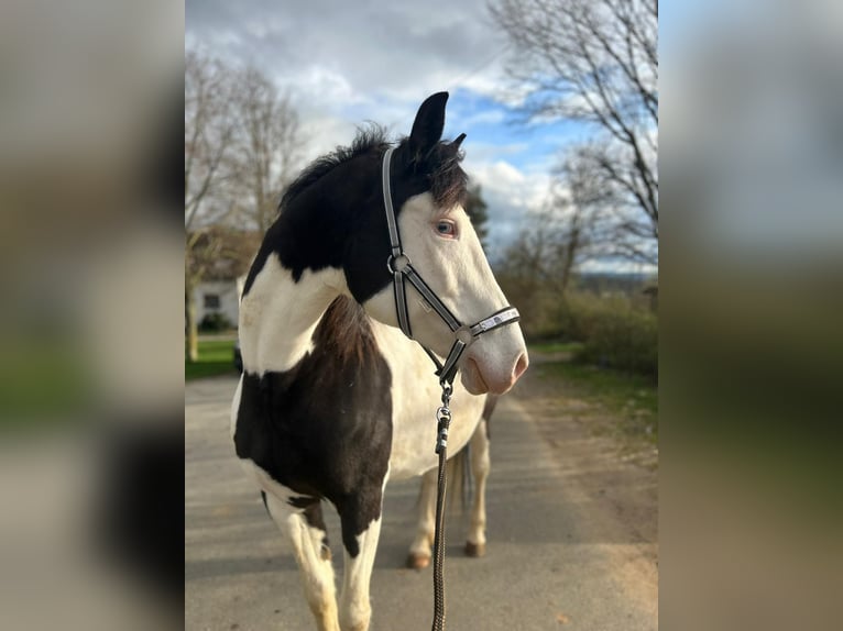 Paint Horse Mix Merrie 12 Jaar 153 cm Gevlekt-paard in Hallerndorf