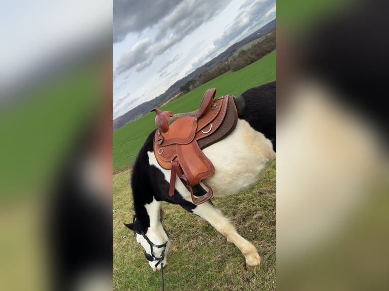 Paint Horse Mix Merrie 12 Jaar 153 cm Gevlekt-paard in Hallerndorf