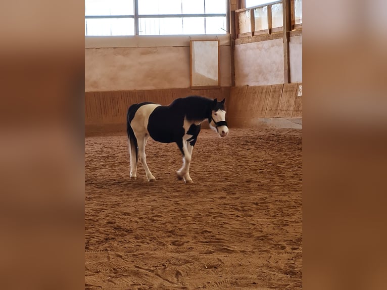 Paint Horse Mix Merrie 12 Jaar 153 cm Gevlekt-paard in Hallerndorf