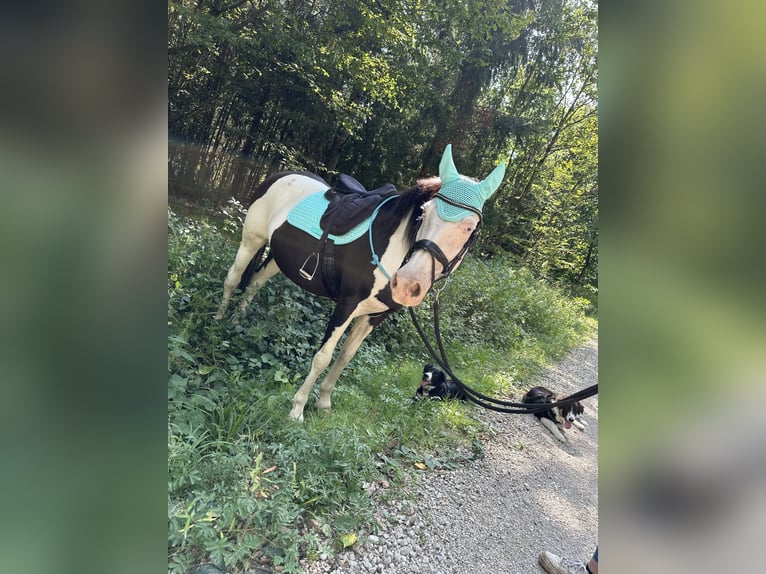 Paint Horse Mix Merrie 12 Jaar 153 cm Gevlekt-paard in Hallerndorf