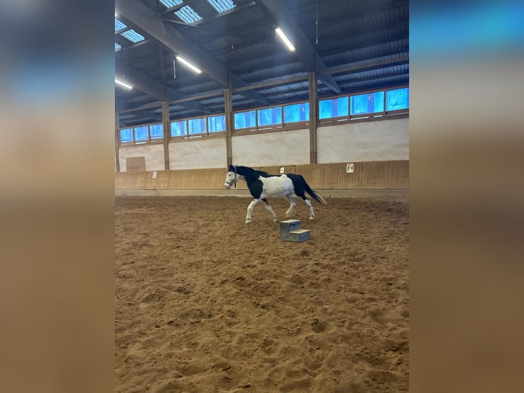 Paint Horse Mix Merrie 12 Jaar 153 cm Gevlekt-paard in Hallerndorf