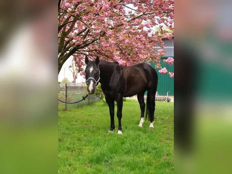 Paint Horse Merrie 12 Jaar 158 cm Tobiano-alle-kleuren in Ritterhude