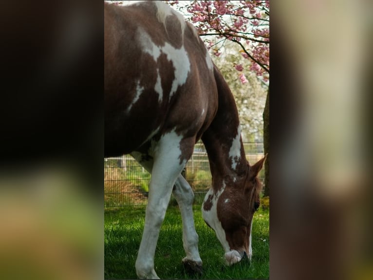 Paint Horse Merrie 12 Jaar 158 cm Tobiano-alle-kleuren in Ritterhude