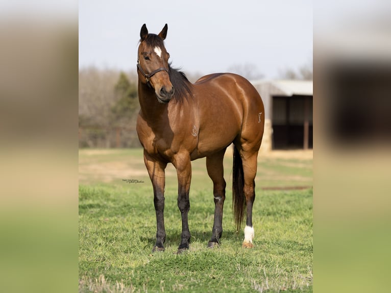 Paint Horse Merrie 12 Jaar 163 cm Roodbruin in Collinsville, TX