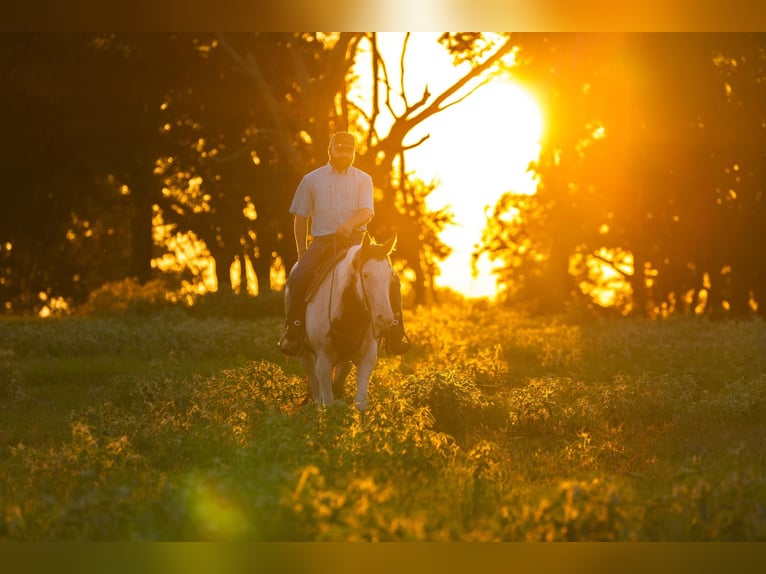 Paint Horse Merrie 12 Jaar Gevlekt-paard in Canton Paint Horse Merrie 12 Jaar Gevlekt-paard in Canton