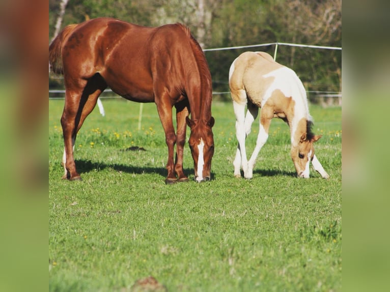 Paint Horse Merrie 13 Jaar 150 cm Vos in M&#xFC;hlen