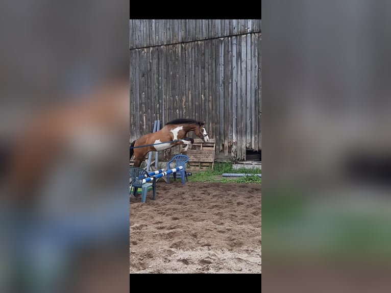 Paint Horse Mix Merrie 14 Jaar 148 cm Gevlekt-paard in Habighorst