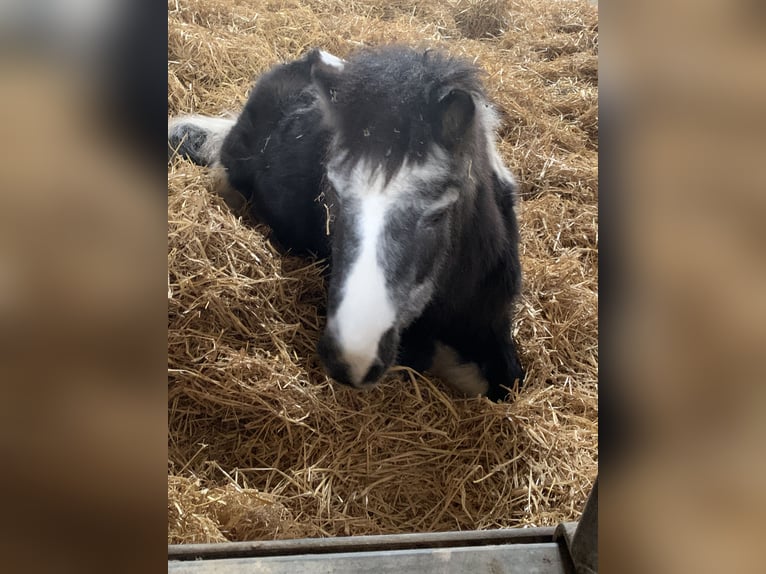 Paint Horse Mix Merrie 14 Jaar 148 cm Gevlekt-paard in Habighorst