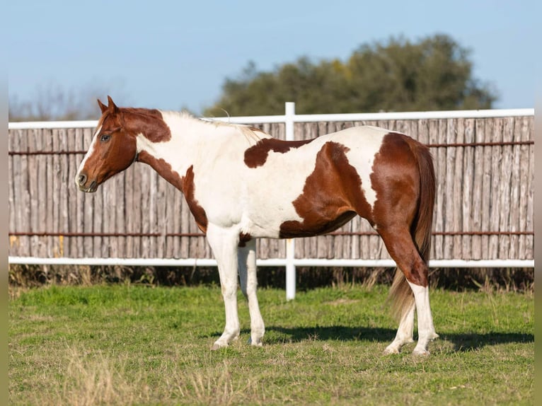 Paint Horse Merrie 14 Jaar 152 cm Donkere-vos in Weatherford TX