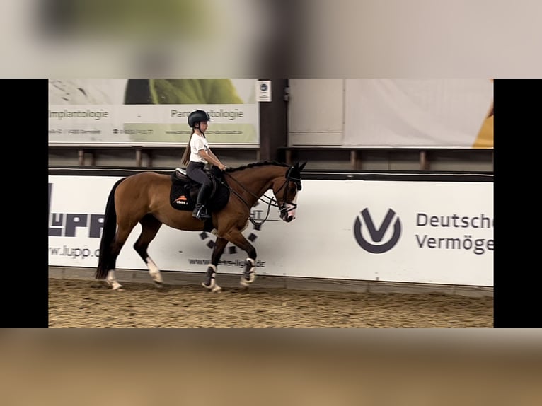 Paint Horse Merrie 14 Jaar 153 cm Brauner in Darmstadt