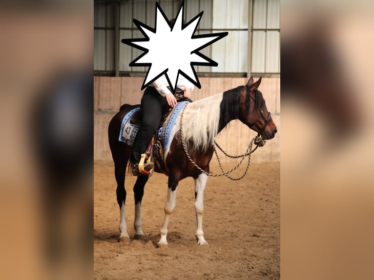 Paint Horse Mix Merrie 14 Jaar 153 cm Gevlekt-paard in Monzingen