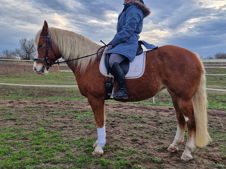Paint Horse Mix Merrie 14 Jaar 157 cm Vos in Gransee