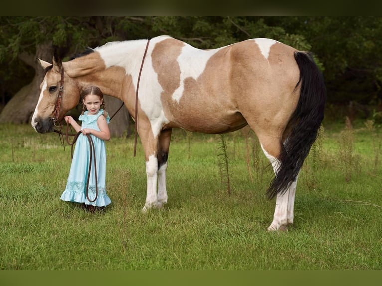 Paint Horse Merrie 15 Jaar 150 cm Buckskin in Valley Springs, SD