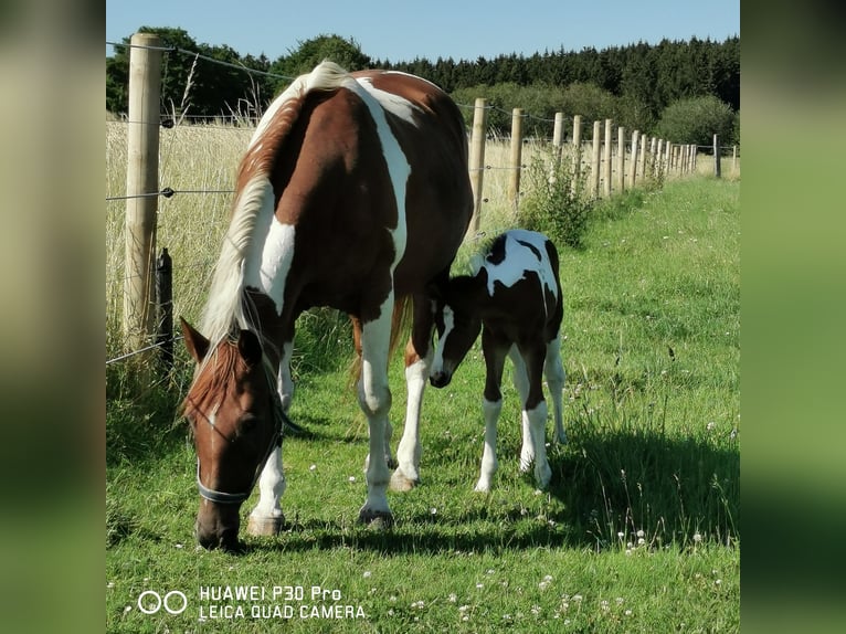 Paint Horse Merrie 15 Jaar 150 cm Gevlekt-paard in betteldorf