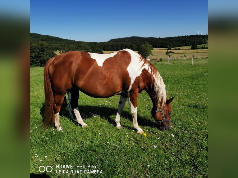 Paint Horse Merrie 15 Jaar 150 cm Gevlekt-paard in betteldorf