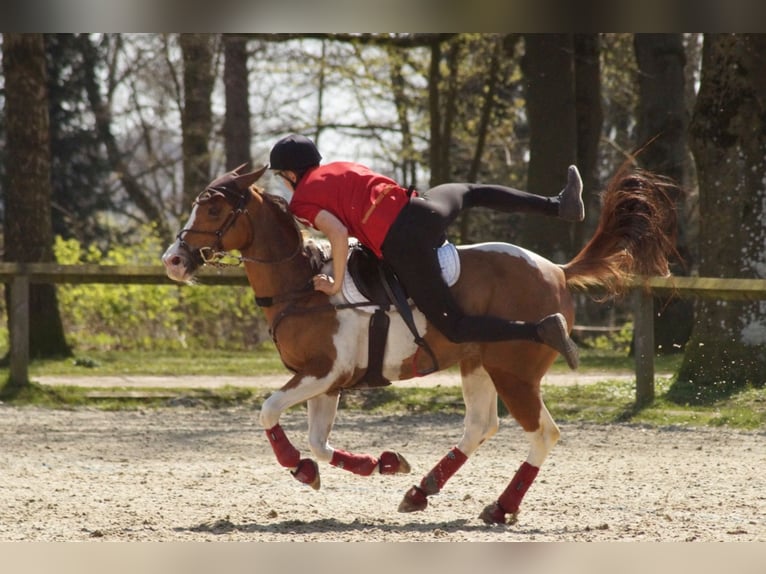 Paint Horse Mix Merrie 15 Jaar 151 cm Gevlekt-paard in Hemslingen