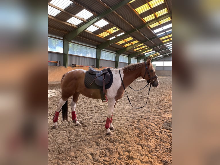 Paint Horse Mix Merrie 15 Jaar 151 cm Gevlekt-paard in Hemslingen