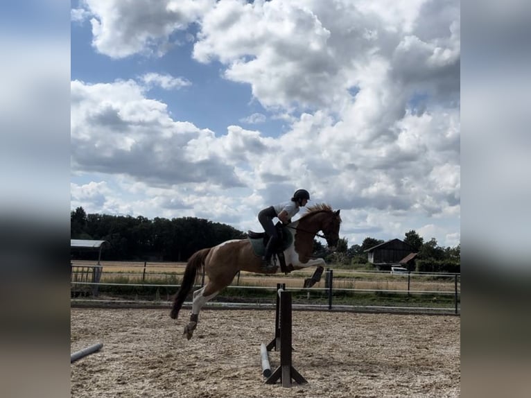 Paint Horse Mix Merrie 15 Jaar 151 cm Gevlekt-paard in Hemslingen