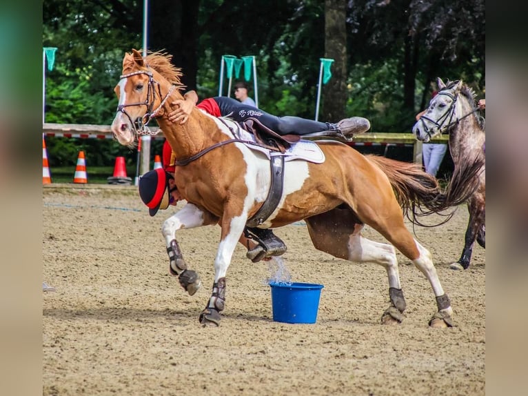 Paint Horse Mix Merrie 15 Jaar 151 cm Gevlekt-paard in Hemslingen