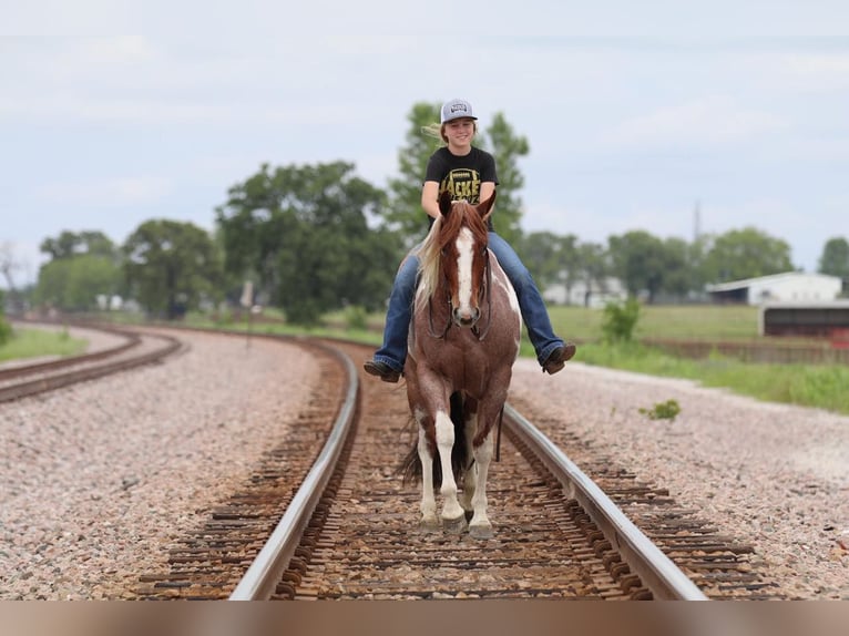 Paint Horse Merrie 15 Jaar 152 cm Gevlekt-paard in Pilot Point