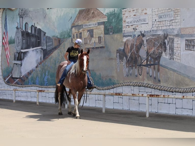 Paint Horse Merrie 15 Jaar 152 cm Gevlekt-paard in Pilot Point