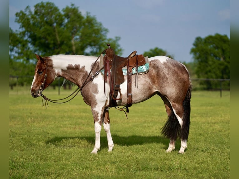 Paint Horse Merrie 15 Jaar 152 cm Gevlekt-paard in Pilot Point